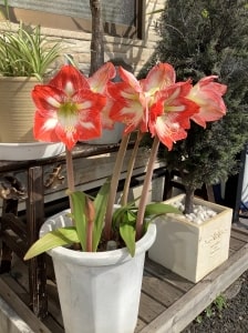 事務所入り口のアマリリスの鉢植え